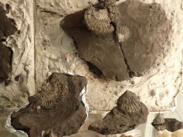 Korallen aus Twistringen