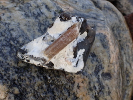 Belemnit auf Feuerstein, leider sehr besch&auml;digt