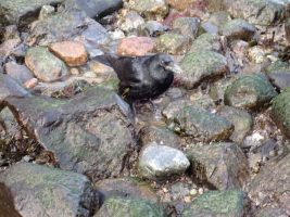 recht zutraulicher Vogel der die Muscheln von den Steinen gepfl&uuml;ckt hat
