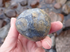 Schwamm in Feuerstein