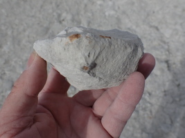 der einzigste Schwamm