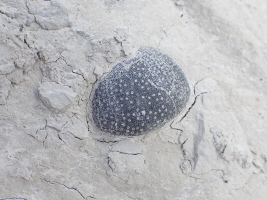 so sollen die Seeigel aussehen