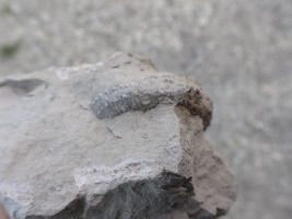 Scaphit in unklarer Erhaltung