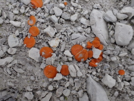 erstes Leben zeigt sich auch schon wieder in der Ein&ouml;de