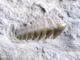 hexanchus microdon