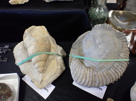 Schnecke aus Brunkensen und Ammonit aus Resse