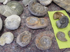 exotische Ammoniten aus Haste