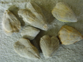 Brachiopoden Brachiopoden
