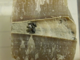 Zinkblende in einem Belemniten Zinkblende in einem Belemniten