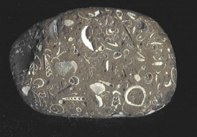 Holsteiner Gestein Holsteiner Gestein