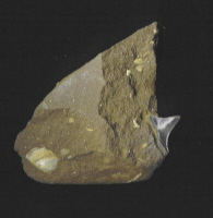 Haizahn im Holsteiner Gestein Haizahn im Holsteiner Gestein