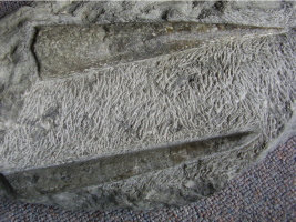 Michelinoceras und Orthoceras? Michelinoceras und Orthoceras?