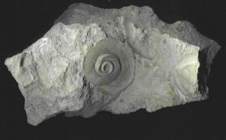 Schnecke und Trilobit Schnecke und Trilobit