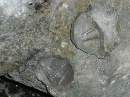 Trilobiten-po Trilobiten-po