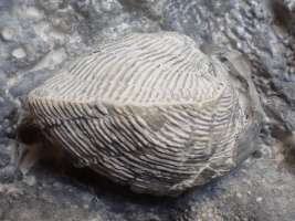 Rudist Plagioptychus inequirostratus