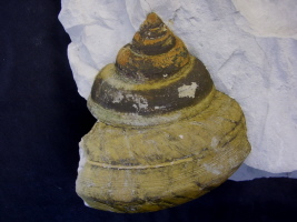 Leptomaria sp., Misburg Nord