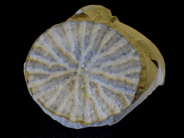 Coeloptychium agaricoides, Misburg Nord Coeloptychium agaricoides, Misburg Nord
