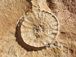 Coeloptychium agaricoides, Misburg Süd Coeloptychium agaricoides, Misburg Süd