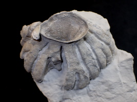 Coeloptychium lobatum, Misburg Süd Coeloptychium lobatum, Misburg Süd
