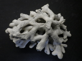 Brochodora roemeri (Unterseite)