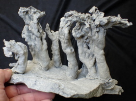 Seliscothon planum mit unnormalen Wurzelwachstum