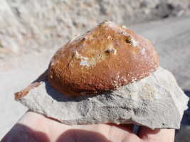 Unterseite von Callopegma acaule in Fundzustand aus Misburg S&uuml;d 3