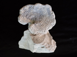 Seliscothon verrucosum