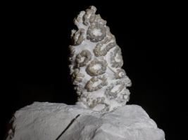 Polyblastidium racemosum Polyblastidium racemosum