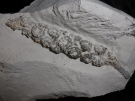 Polyblastidium racemosum, Misburg Nord Polyblastidium racemosum, Misburg Nord