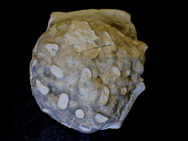 Tremabolites megastoma, Misburg Nord Tremabolites megastoma, Misburg Nord