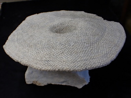 Ventriculites radiatus, Misburg Süd Ventriculites radiatus, Misburg Süd