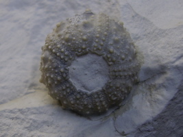 Bathysalenia granulosa, Höver