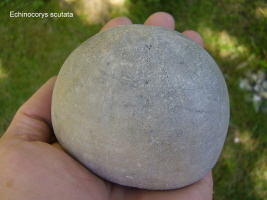 ein Echinocorys von der gr&ouml;&szlig;eren Sorte