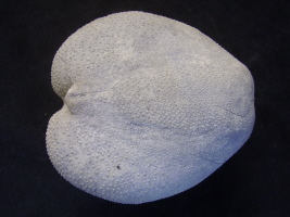Micrasterunterseite