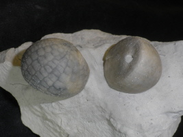 Galeola senonensis