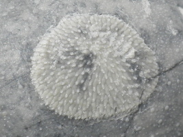 Berenicea Berenicea