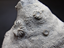 Bryozoen Actinopora sp. Höver Bryozoen Actinopora sp. Höver