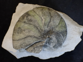 Nautilus Eutrephoceras sp. Nautilus Eutrephoceras sp.