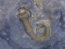 Neovermilia ampullacea Neovermilia ampullacea
