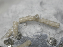 Bryozoe Meliceritites sp. Bryozoe Meliceritites sp.