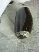 Schwamm in Feuerstein